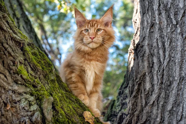 Gran Gato Mapache Rojo Sentado Árbol Bosque Verano — Foto de Stock