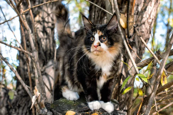 Grosso Gattino Bianco Nero Seduto Albero Una Foresta Autunno — Foto Stock