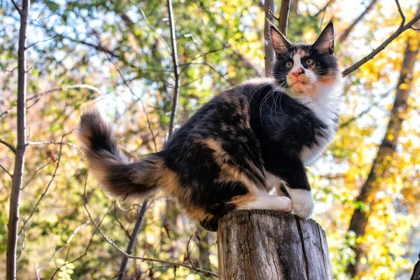 Duży Czarno Biały Maine Kociak Kociak Siedzi Drzewie Lesie Jesienią — Zdjęcie stockowe