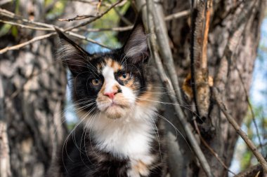Sonbaharda bir ormanda ağaçta oturan büyük siyah beyaz bir rakun yavrusu..