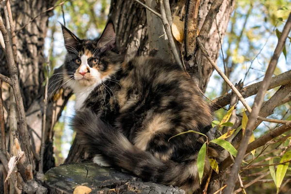 Seekor Kucing Coon Besar Duduk Pohon Hutan Pada Musim Gugur — Stok Foto