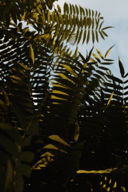 Ağaç yaprakları ve dalları şafakta kapanıyor ve mavi gökyüzü