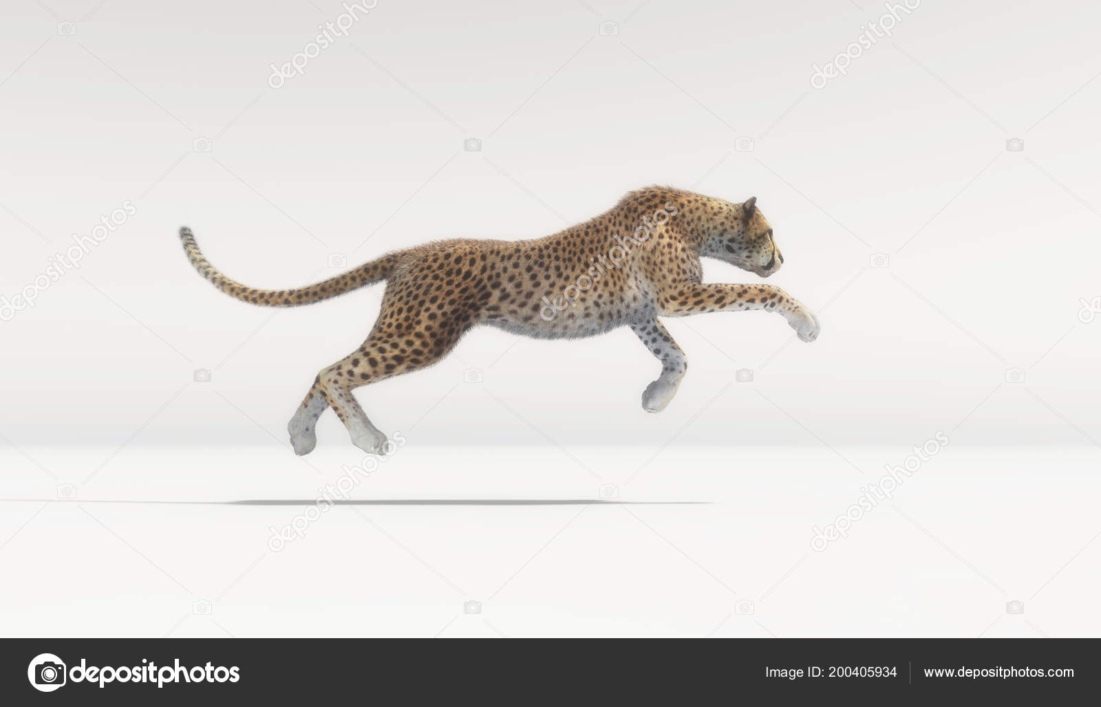 Cheetah Running Stock Photos, Images and Backgrounds for Free Download