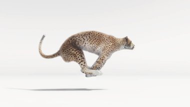 Beyaz arka plan - 3d render illüstrasyon üzerinde çalışan güzel bir çita
