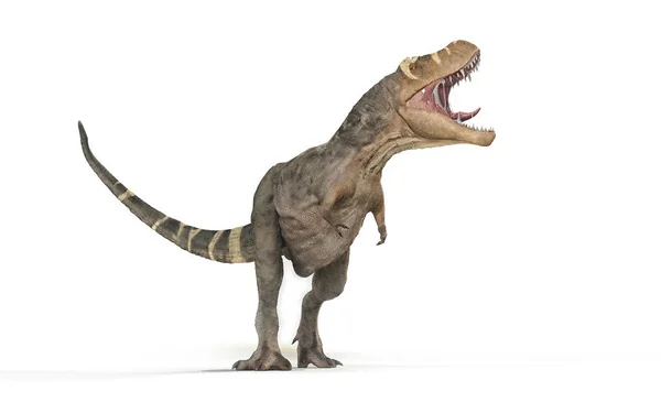 Tyrannosaurus Rex Witte Achtergrond Illustratie — Stockfoto