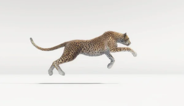 Beautiful Cheetah Running White Background Render Illustration — Stock Photo, Image
