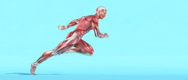 Erkek kas sistemi çalıştıran. Bu bir 3d render örnektir