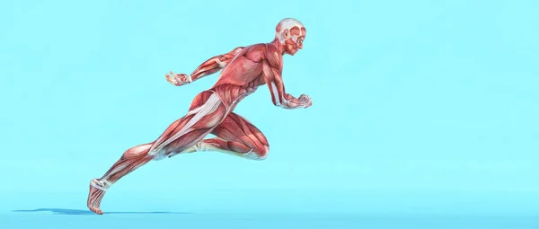 男性の筋肉システムを実行しています これは レンダリング図です — ストック写真