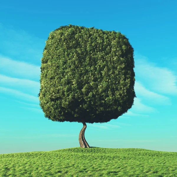 Кубическое дерево — стоковое фото