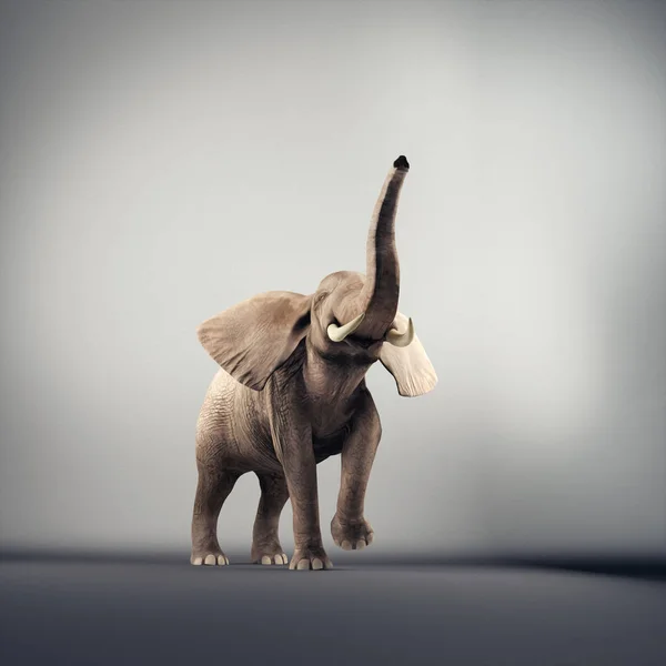 Studio Elephant — Foto Stock