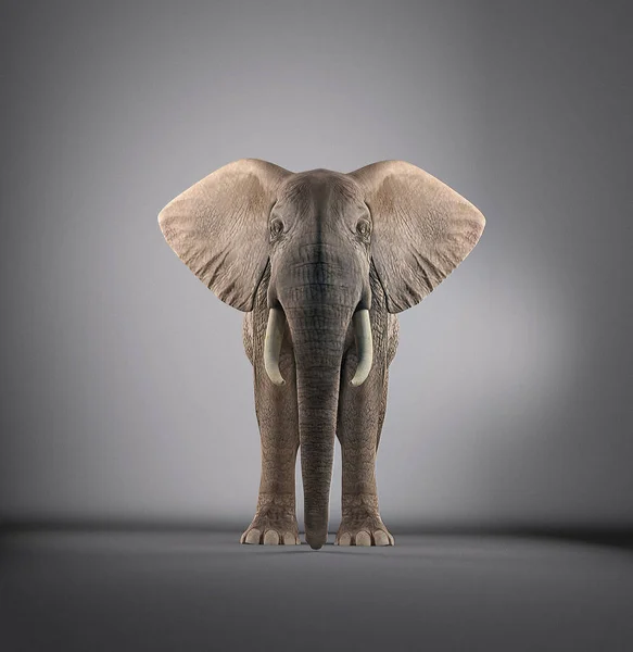 Éléphant dans un studio — Photo