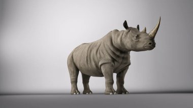 Rhino in studio clipart