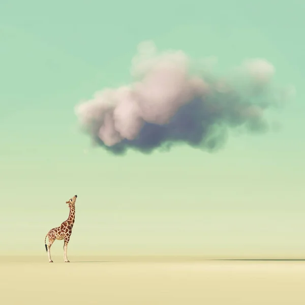 Giraffe blickt zu einer Wolke auf — Stockfoto