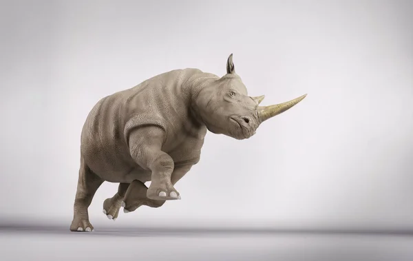 Rhino in studio — Stock Photo, Image