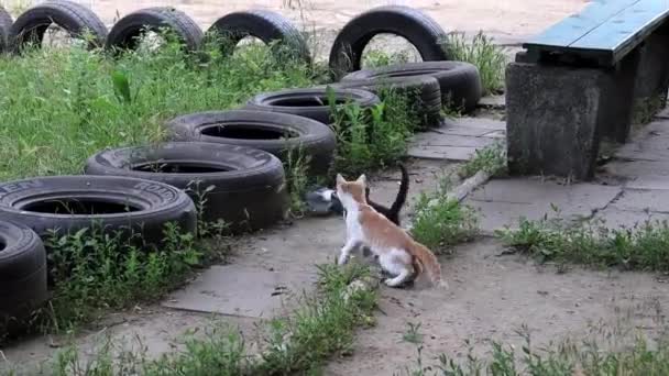 Evsiz Kediler Güvercinin Peşinden Koşar — Stok video