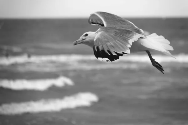 Photo Noir Blanc Goéland Volant Basse Altitude — Photo