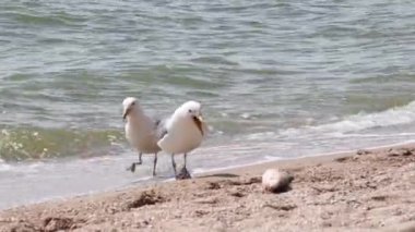 Deniz kıyısında iki güzel martı bir balık yakaladı. 