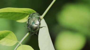 Parlak yeşil böcek bir yaprağın üzerinde oturur ve pençelerini hareket ettirir. 