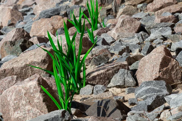 flowers grow among stones beautiful landscape