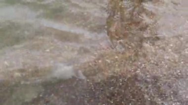 Kızlar denizde bir denizanası yakaladılar ve onu merakla inceliyorlar.