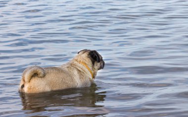 Sevimli köpek pug denizde yüzer
