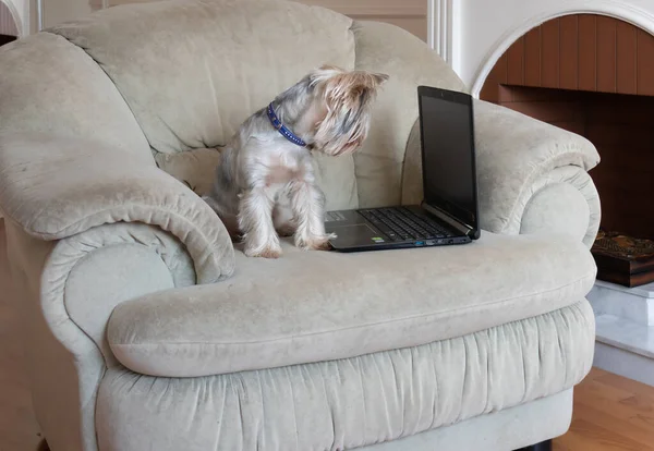 A little curious dog sits in a chair and examines a laptop