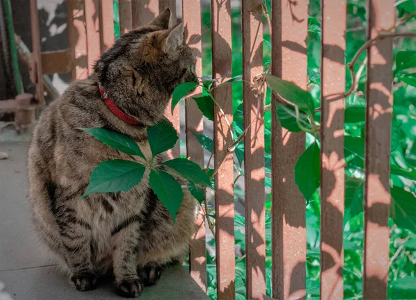 Kat Zit Achter Een Ijzeren Hek Kijkt Naar Natuur — Stockfoto