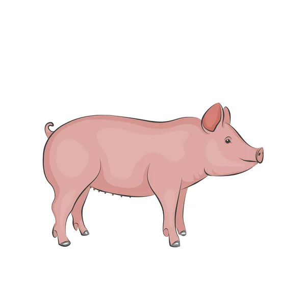 Piccolo maialino giocattolo rosa carino — Foto Stock