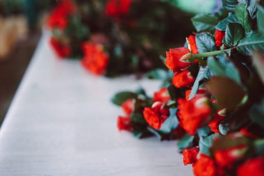 taze kesilmiş kırmızı güller masaya yalan