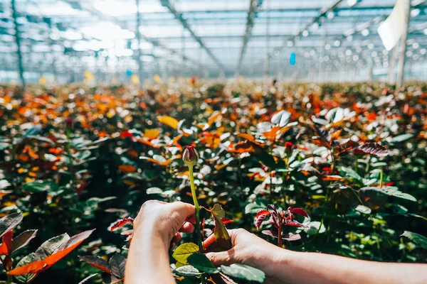 Someone is cutting a rose in a greenhouse — Stock Photo, Image