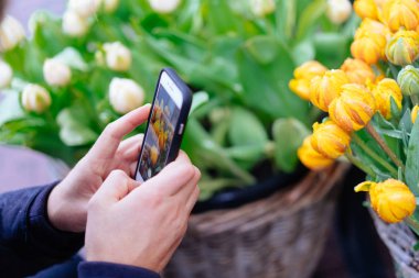 Sarı laleler yeşil yaprakları ile. Bahar çiçekleri portre