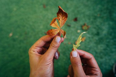 İki sarı sonbahar yaprakları elinde tutan kadın.