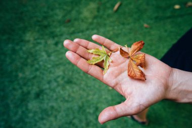 Kız bir avuç sarı sonbahar yaprakları.
