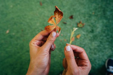 İki sarı sonbahar yaprakları elinde tutan kadın.