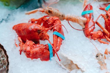 Buzlu kırmızı ıstakoz.