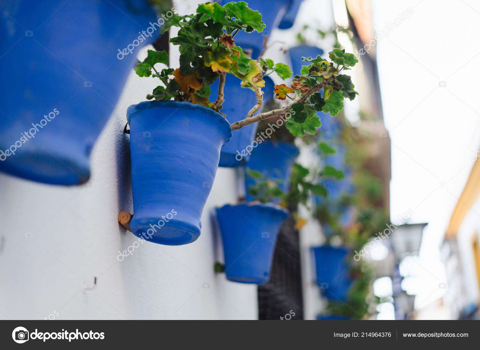 Begonia flowers in blue pots Stock Photo by ©simbiothy 214964376