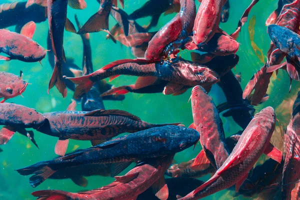No oceano, os peixes nadam — Fotografia de Stock