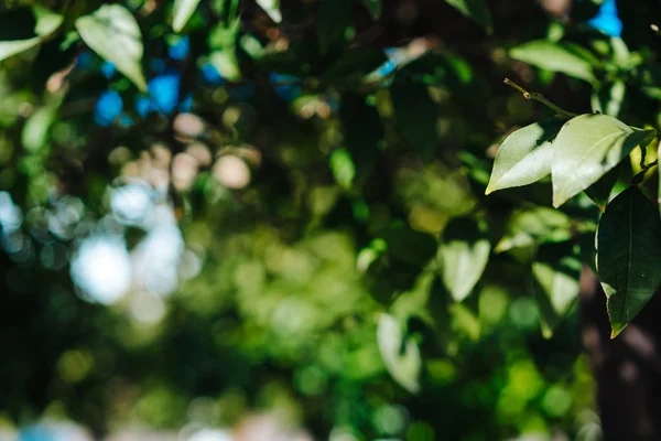 Зеленая листва деревьев — стоковое фото