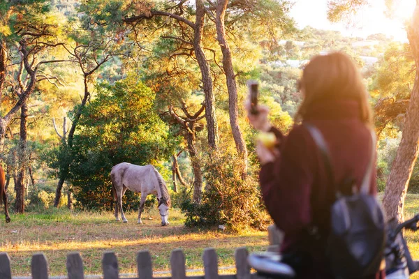 Κορίτσι τραβήξετε μια φωτογραφία από ένα άσπρο άλογο — Φωτογραφία Αρχείου