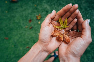 Kız bir avuç sarı sonbahar yaprakları.