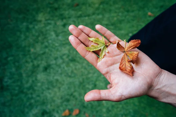 Жовте осіннє листя в долоні дівчини . — стокове фото