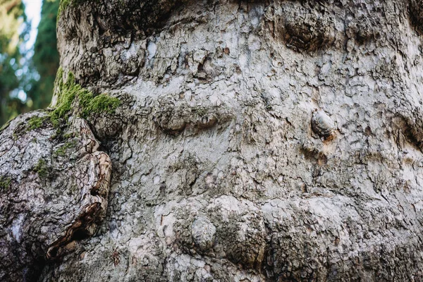 Bark av det gamla trädet från en nära vinkel — Stockfoto