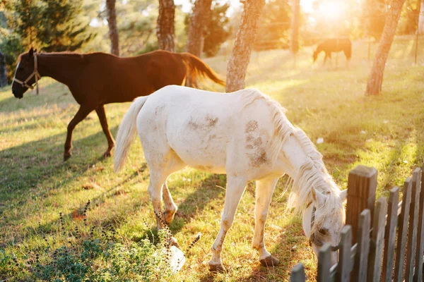 Πολλά άλογα που βόσκουν στο γρασίδι πίσω από το φράχτη — Φωτογραφία Αρχείου