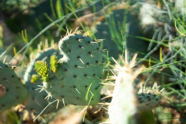 Kaktüs yaprak bir kalp şeklinde