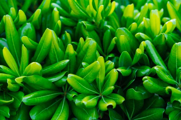 Green decorative plant with long leaves, macro photography — Stock Photo, Image