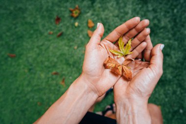Kız bir avuç sarı sonbahar yaprakları.