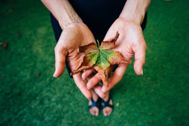 Kız bir avuç sarı sonbahar yaprakları.