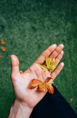 Kız bir avuç sarı sonbahar yaprakları.
