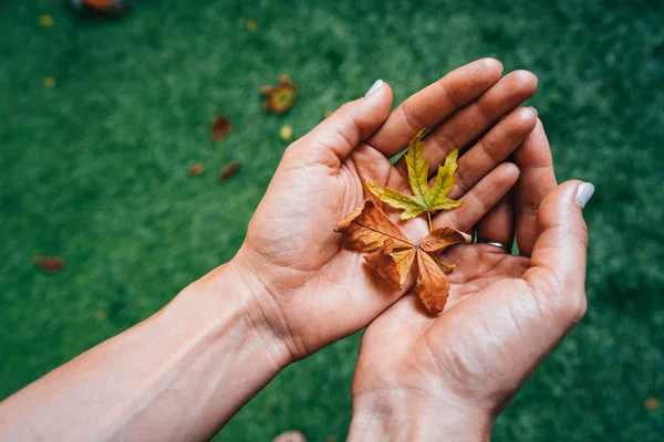 Žluté podzimní listí v dlani dívka. — Stock fotografie