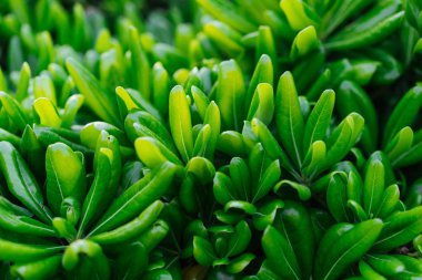 Uzun yapraklı yeşil dekoratif bitki, makro fotoğrafçılık.